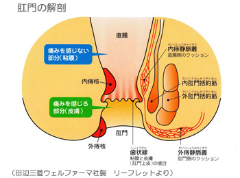 肛門解剖図